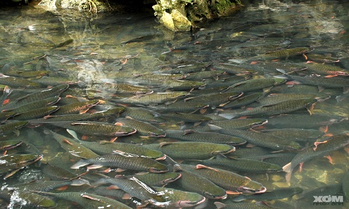 Image result for suoi ca than thanh hoa