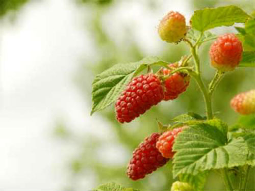 [Image: chuabenhladau1.jpg]